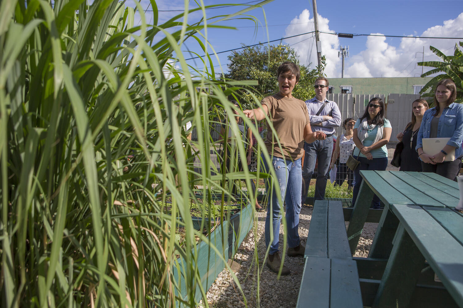 Front left: tall crops in an urban garden. Back right, a group of people examine the crops. 